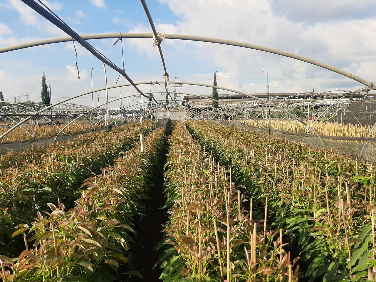 Deccan Exotics Multi-Crop Farm: Dragon Fruit, Avocado, Macadamia