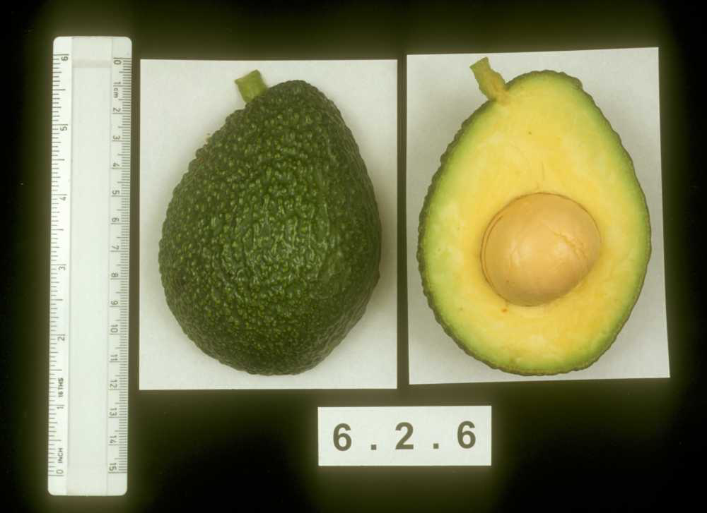 Lavi Avocado